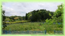 福田農園風景